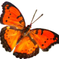 logo.png